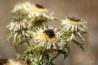 Golddisteln im Naturschutzgebiet